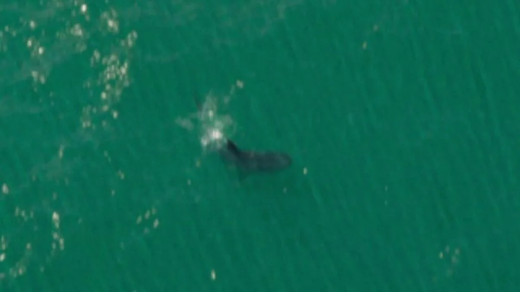 A tiger shark swimming in deep ocean waters off the coast of Vice City in GTA 6